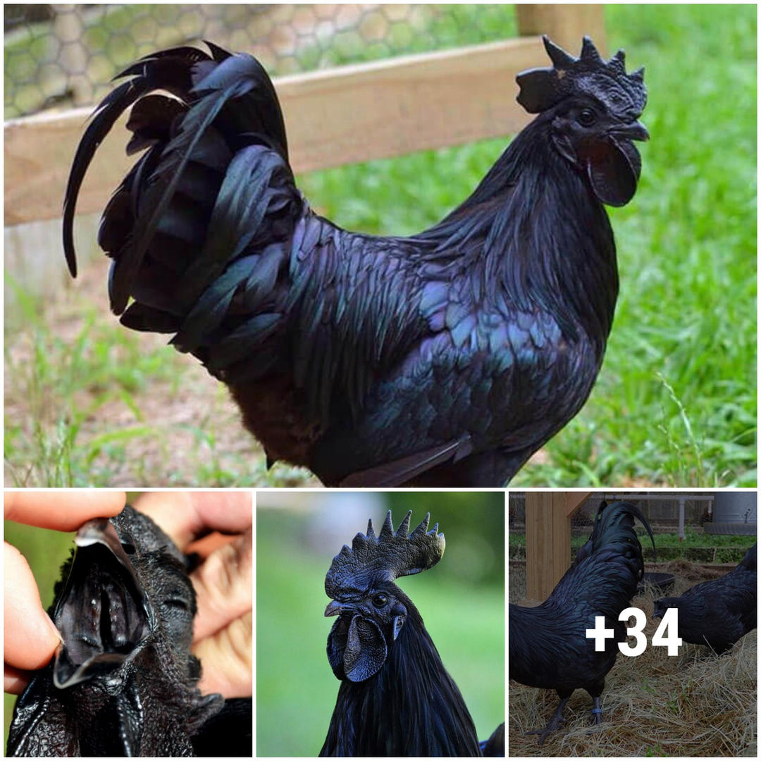 Un exótico pollo indonesio que es negro por dentro y por fuera