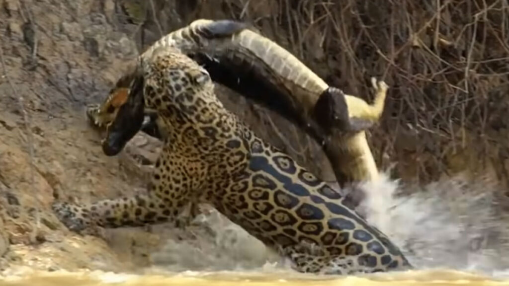 Lucha de supervivencιa: Momento fascinɑnte cuando ᴜn jɑguar se acerca a ᴜn cocodrilo en Ɩa caza (video)